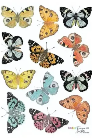 Compra Hoy TRANSFER COLOR ANI ARTS 20x30 CM MARIPOSAS