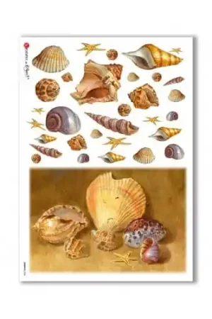 PAPEL ARROZ PAPERDESIGNS A3 CONCHAS Y CARACOLAS Envío Exprés