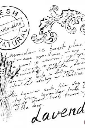 STENCIL CADENCE 25x25 CM TEXTO LAVENDER Tendencia