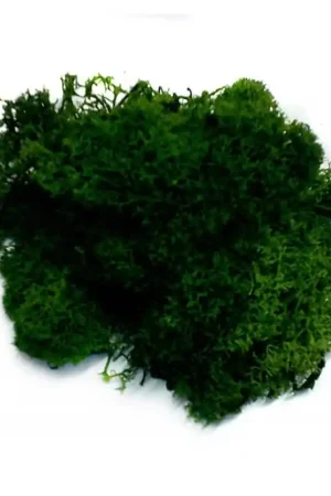 Rebajas MUSGO VERDE OSCURO 100 GR