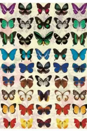 Ocasión Especial PAPEL ARROZ CALAMBOUR DGR171 MARIPOSAS 32x45