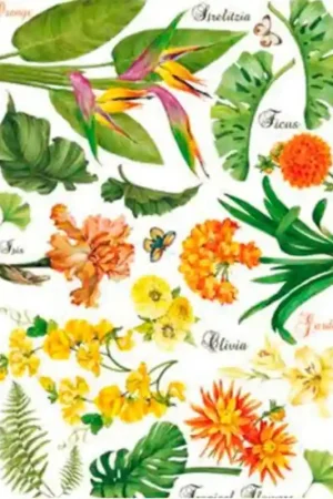 Pago Seguro PAPEL ARROZ CALAMBOUR DGR313 BOTANICA 35x50